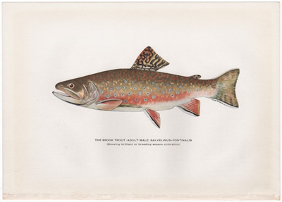 THE BROOK TROUT (ADULT MALE) SALVELINUS-FONTINALIS (Showing dark or early spring coloration) 